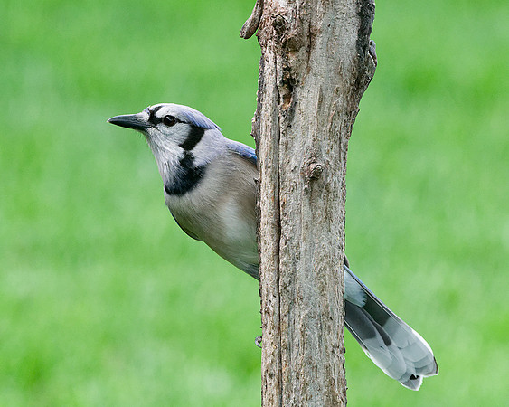Blue Jay (Cyanocitta cristata), Shawnee, Kansas