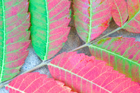 Smooth Sumac (Rhus Glabra), Ernie Miller Park, Olathe, Kansas
