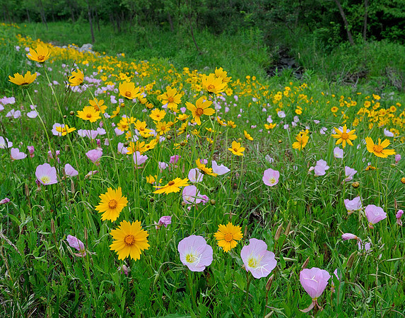 Field of Spring Blooms, Lenexa Streamway Park