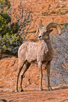 Bighorn Sheep, Arches National Park, Utah