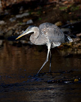 Great Blue Heron (Ardea herodias), Shawnee, Kansas