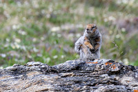Arctic Ground Squirrel, Savage River, Denali National Park, Alaska