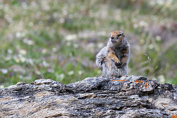 Arctic Ground Squirrel, Savage River, Denali National Park, Alaska