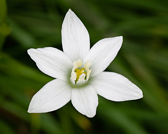 Ornithogalum umbellatum  L. (Star-of-Bethlehem), Shawnee Mission Park, Kansas