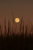 Moonrise, Kill Creek Prairie, Olathe, Kansas