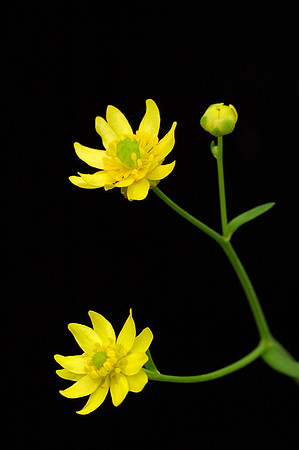 Ranunculus flabellaris (Yellow Water Buttercup), Round Top Mountain Trail, Jasper, Arkansas