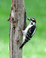 Downy woodpecker (m) (Picoides villosus), Shawnee, Kansas
