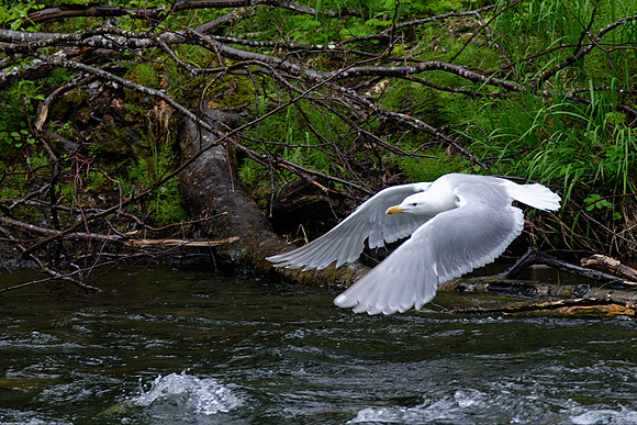 Glaucous-winged Gull, Russian River, Alaska