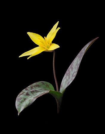 Erythronium americanum (Yellow Trout Lily 2), Kings River Falls, Arkansas