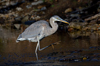 Great Blue Heron (Ardea herodias), Shawnee, Kansas