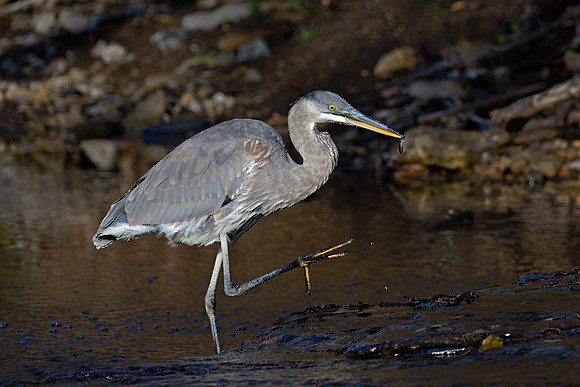 Great Blue Heron (Ardea herodias), Shawnee, Kansas
