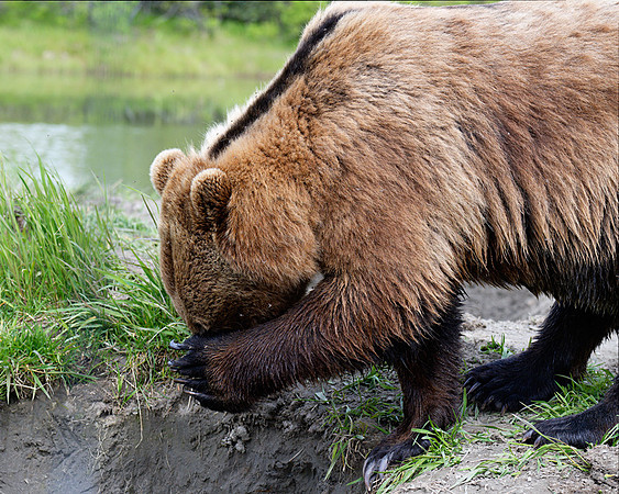 Alaskan Brown Bear, Alaska Wildlife Conservation Center, Alaska