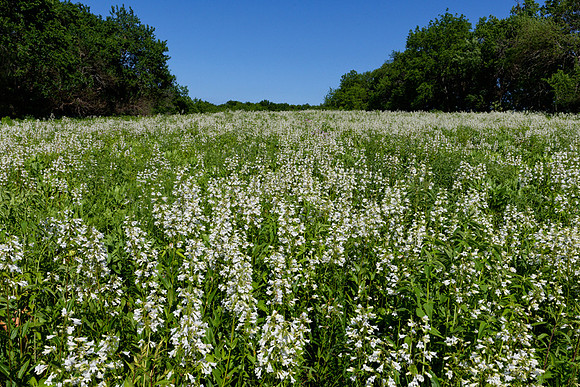 Penstemon digitalis (Foxglove Beardtongue), Prairie restoration, Shawnee Mission Park, Kansas