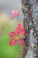Parthenocissus quinquefolia (Virginia Creeper), Shawnee Mission Park, Kansas