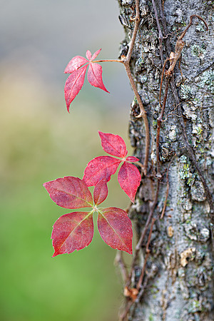 Parthenocissus quinquefolia (Virginia Creeper), Shawnee Mission Park, Kansas