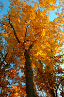 Shellbark hickory (Carya laciniosa), Kill Creek Park. Olathe, Kansas