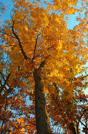 Shellbark hickory (Carya laciniosa), Kill Creek Park. Olathe, Kansas