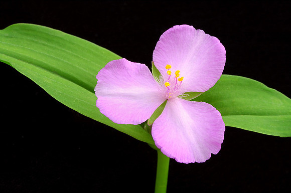 Tradescantia ohiensis (Ohio Spiderwort), Round Top Mountain Trail, Jasper, Arkansas