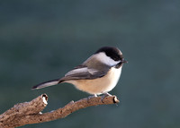Black-capped chickadee (Parus atricapillus), Shawnee, Kansas