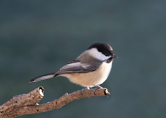 Black-capped chickadee (Parus atricapillus), Shawnee, Kansas
