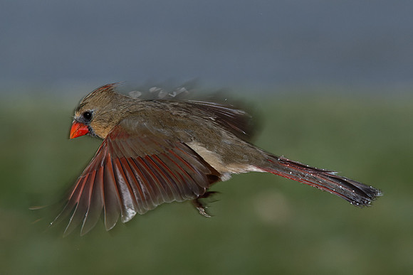 Northern Cardinal (f) (Cardinalis cardinalis), Shawnee, Kansas