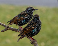 European Starling (Sturnus vulgaris) in winter, Shawnee, Kansas