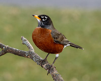 American Robin (m) (Turdus migratorius), Shawnee, Kansas