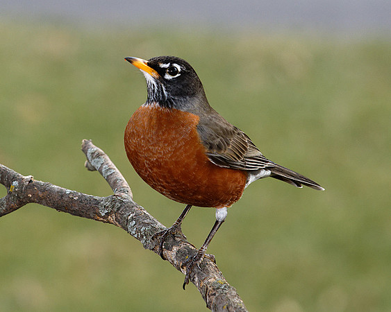 American Robin (m) (Turdus migratorius), Shawnee, Kansas