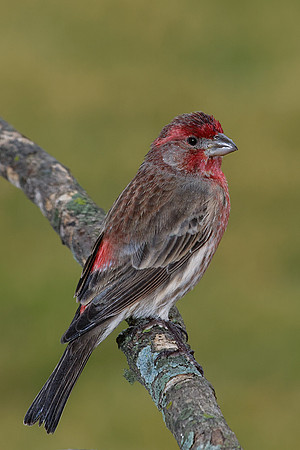 House Finch (m) (Carpodacus mexicanus), Shawnee, Kansas