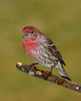 House Finch (m) (Carpodacus mexicanus), Shawnee, Kansas