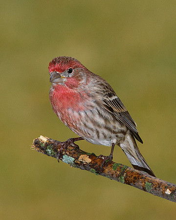 House Finch (m) (Carpodacus mexicanus), Shawnee, Kansas
