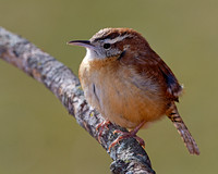 Carolina Wren (Thryothorus ludovicianus), Shawnee, Kansas