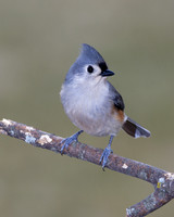 Tufted Titmouse (Parus bicolor), Shawnee, Kansas