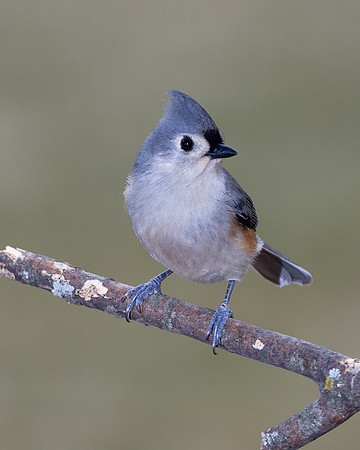 Tufted Titmouse (Parus bicolor), Shawnee, Kansas