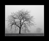 Foggy Morning, Shawnee Mission Park, Shawnee, Kansas