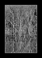 Reflections, Kill Creek Park, Olathe, Kansas