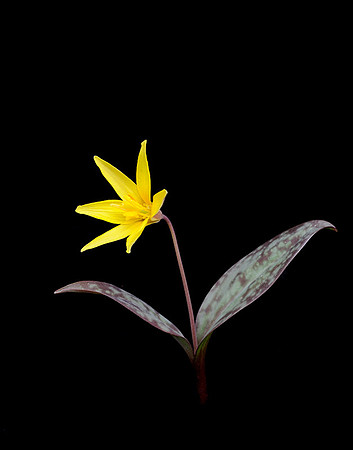 Erythronium americanum, (Yellow Trout Lily), Kings River Falls, Arkansas