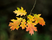 Northern red oak (Quercus Rubra), Kill Creek Park, Olathe, Kansas