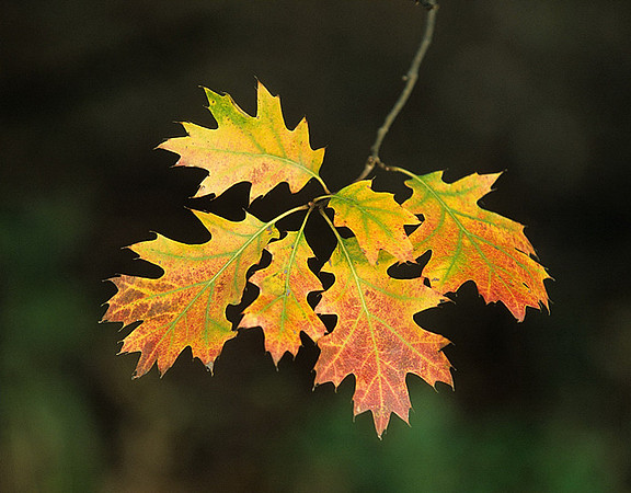 Northern red oak (Quercus Rubra), Kill Creek Park, Olathe, Kansas
