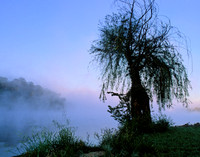 Foggy Sunrise and Willow, Shawnee Mission Park, Shawnee, Kansas