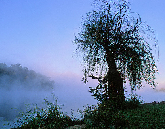 Foggy Sunrise and Willow, Shawnee Mission Park, Shawnee, Kansas