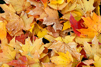 Maple leaves, Shawnee, Kansas
