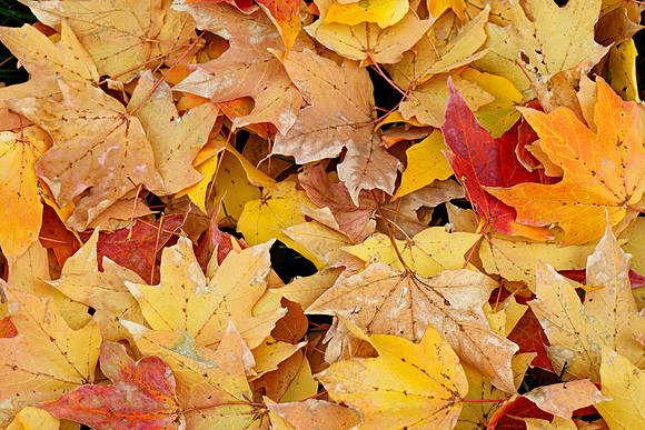 Maple leaves, Shawnee, Kansas
