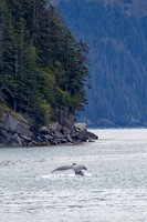 Humpback Whale, Resurrection Bay, Alaska