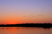 Canada Geese, Kill Creek Park, Olathe, Kansas