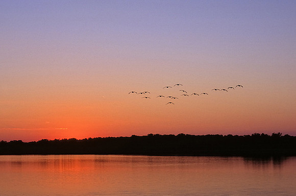 Canada Geese, Kill Creek Park, Olathe, Kansas