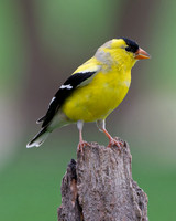 American Goldfinch (m) (Carduelis tristis), Shawnee, Kansas