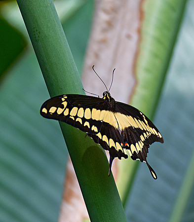 Papilio cresphontes (Giant Swallowtail) Butterfly Conservatory, Ontario, Canada