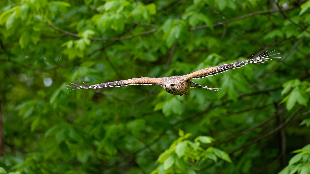 Red Shouldered Hawk (Buteo lineatus) Eastern Kansas