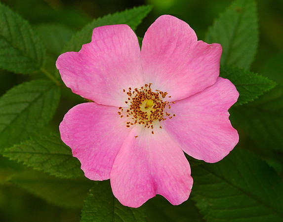Rosa arkansana (Prairie Wild Rose), Kill Creek Park